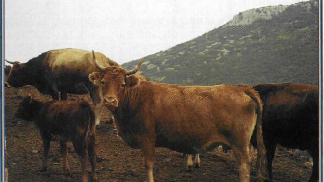 H χαμένη φυλή των ορεινών βοοειδών στην Κρήτη!