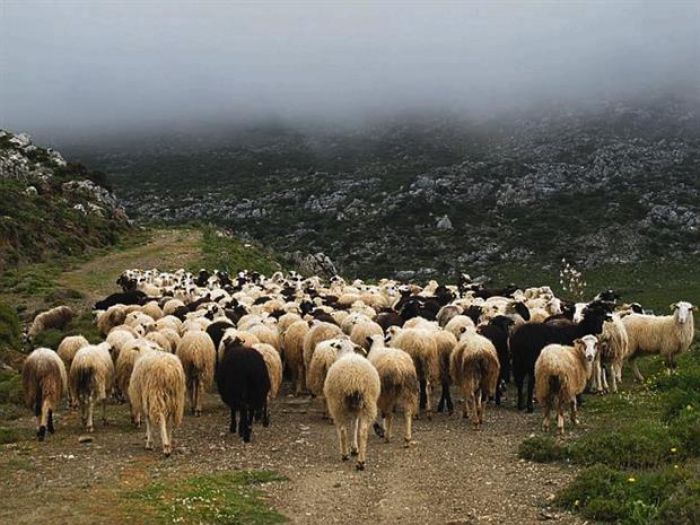 Καταδίωξη για 40 κλεμμένα πρόβατα