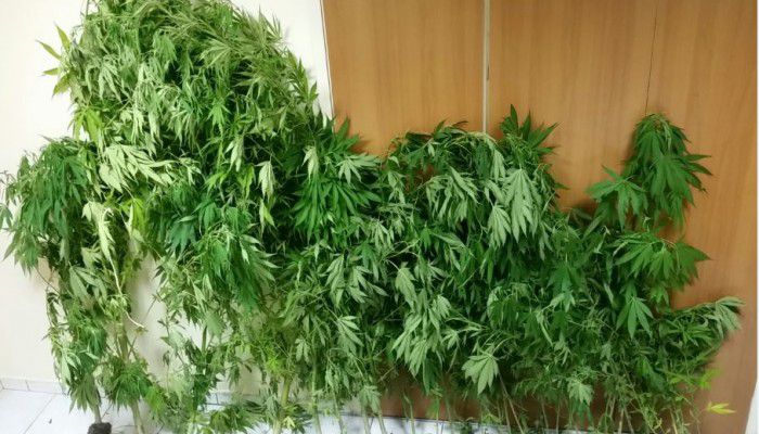 Συνελήφθη 60χρονος στον Δ. Σφακίων για δενδρύλλια κάνναβης