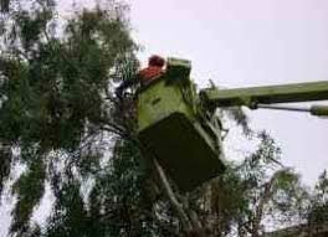 &Kappa;&lambda;ά&delta;&epsilon;&mu;&alpha; &delta;έ&nu;&tau;&rho;&omega;&nu; &sigma;&tau;&eta;&nu; &omicron;&delta;ό &Alpha;. &Pi;&alpha;&pi;&alpha;&nu;&delta;&rho;έ&omicron;&upsilon;