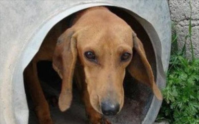 &Sigma;&upsilon;&nu;&epsilon;&lambda;ή&phi;&theta;&eta; &omicron; &laquo;&kappa;&eta;&delta;&epsilon;&mu;ό&nu;&alpha;&sigmaf;&raquo; &tau;&omega;&nu; &beta;&alpha;&rho;&epsilon;&lambda;ό&sigma;&kappa;&upsilon;&lambda;&omega;&nu; &sigma;&tau;&alpha; &Sigma;&epsilon;&iota;&tau;ά&nu; &lambda;&iota;&mu;ά&nu;&iota;&alpha;