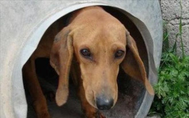 &Sigma;&upsilon;&nu;&epsilon;&lambda;ή&phi;&theta;&eta; &omicron; &laquo;&kappa;&eta;&delta;&epsilon;&mu;ό&nu;&alpha;&sigmaf;&raquo; &tau;&omega;&nu; &beta;&alpha;&rho;&epsilon;&lambda;ό&sigma;&kappa;&upsilon;&lambda;&omega;&nu; &sigma;&tau;&alpha; &Sigma;&epsilon;&iota;&tau;ά&nu; &lambda;&iota;&mu;ά&nu;&iota;&alpha;