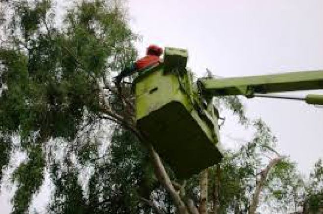 Κλαδέματα δέντρων σε δρόμους στα Χανιά