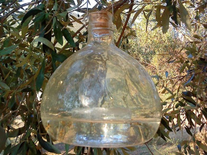 Ευρεία συζήτηση για τη δακοκτονία την Πέμπτη στο δημαρχείο Κισσάμου