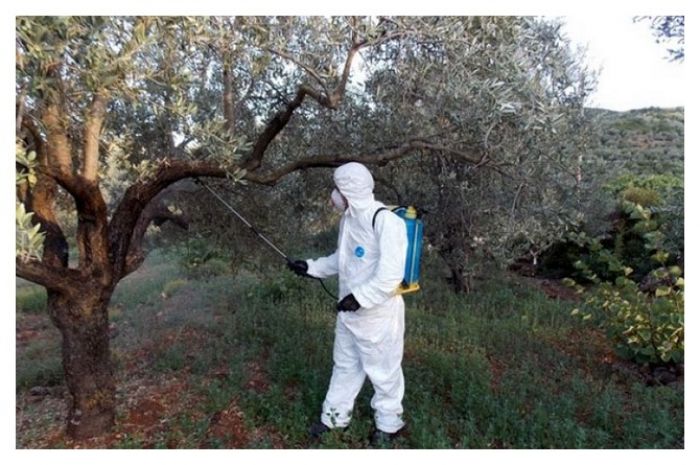 Ολοκλήρωση των δολωματικών ψεκασμών για την καταπολέμηση του δάκου της ελιάς