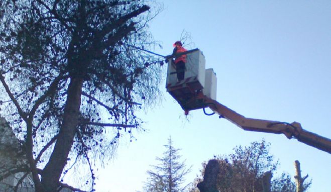 &Kappa;&lambda;ά&delta;&epsilon;&mu;&alpha; &delta;έ&nu;&tau;&rho;&omega;&nu; &sigma;&tau;&eta;&nu; &Pi;&lambda;&alpha;&tau;&epsilon;ί&alpha; &Epsilon;&lambda;&epsilon;&upsilon;&theta;&epsilon;&rho;ί&alpha;&sigmaf; &amp; &sigma;&tau;&eta;&nu; &omicron;&delta;ό &Eta;&rho;ώ&omega;&nu; &Pi;&omicron;&lambda;&upsilon;&tau;&epsilon;&chi;&nu;&epsilon;ί&omicron;&upsilon;