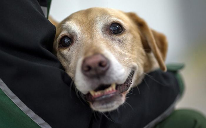 &Eta; &kappa;&alpha;&kappa;&omicron;&pi;&omicron;ί&eta;&sigma;&eta; &tau;&omega;&nu; &zeta;ώ&omega;&nu; &pi;&rho;&omicron;&theta;ά&lambda;&alpha;&mu;&omicron;&sigmaf; &tau;&eta;&sigmaf; &epsilon;&nu;&delta;&omicron;&omicron;&iota;&kappa;&omicron;&gamma;&epsilon;&nu;&epsilon;&iota;&alpha;&kappa;ή&sigmaf; &beta;ί&alpha;&sigmaf;