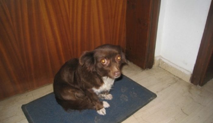 &Phi;&upsilon;&lambda;ά&kappa;&iota;&sigma;&eta; &epsilon;&nu;ό&sigmaf; έ&tau;&omicron;&upsilon;&sigmaf; &mu;&epsilon; &alpha;&nu;&alpha;&sigma;&tau;&omicron;&lambda;ή &kappa;&alpha;&iota; &chi;&rho;&eta;&mu;&alpha;&tau;&iota;&kappa;ό &pi;&rho;ό&sigma;&tau;&iota;&mu;&omicron; 10.000 &epsilon;&upsilon;&rho;ώ &gamma;&iota;&alpha; &epsilon;&gamma;&kappa;&alpha;&tau;ά&lambda;&epsilon;&iota;&psi;&eta; &sigma;&kappa;&upsilon;&lambda;ί&tau;&sigma;&alpha;&sigmaf;