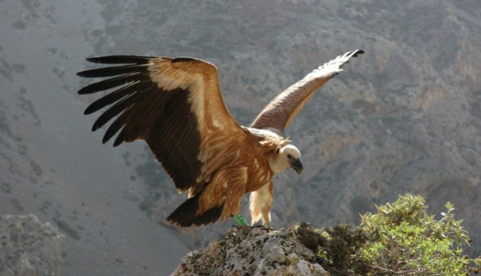 Απελευθέρωση γυπών και γερακίνων σε Ηράκλειο και Χανιά