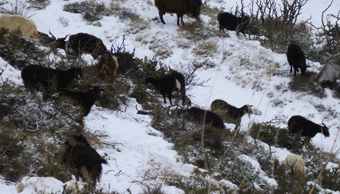 Προειδοποιούν αγρότες κτηνοτρόφους και μελισσοκόμους ενόψει χειμώνα