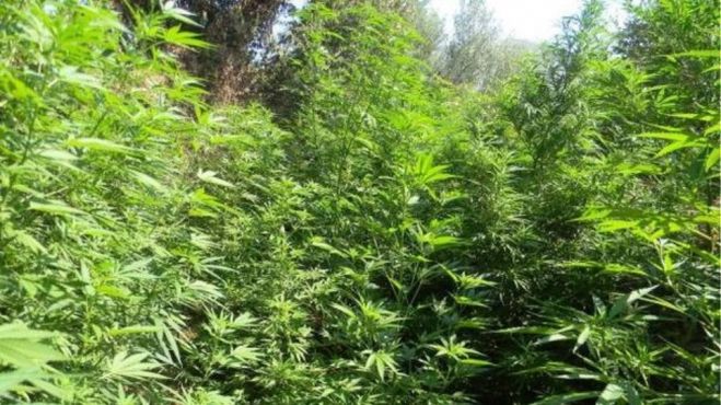 &Epsilon;&nu;&tau;&omicron;&pi;ί&sigma;&tau;&eta;&kappa;&epsilon; &omicron; &chi;&alpha;&sigma;&iota;&sigma;&omicron;&kappa;&alpha;&lambda;&lambda;&iota;&epsilon;&rho;&gamma;&eta;&tau;ή&sigmaf; &tau;&epsilon;&sigma;&sigma;ά&rho;&omega;&nu; &phi;&upsilon;&tau;&epsilon;&iota;ώ&nu;