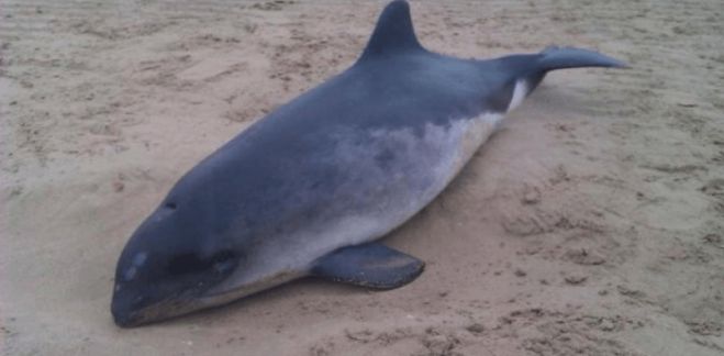 Νεκρό δελφίνι στην Χρυσή Ακτή