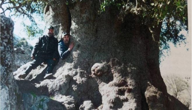 Στην Κρήτη ίσως το μεγαλύτερο πουρνάρι στον κόσμο