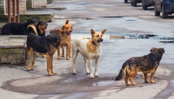 Δράσεις για τα αδέσποτα στα Χανιά