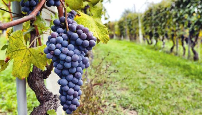 &Pi;&rho;ό&gamma;&rho;&alpha;&mu;&mu;&alpha; &Alpha;&nu;&alpha;&delta;&iota;ά&rho;&theta;&rho;&omega;&sigma;&eta;&sigmaf; &kappa;&alpha;&iota; &Mu;&epsilon;&tau;&alpha;&tau;&rho;&omicron;&pi;ή&sigmaf; &Alpha;&mu;&pi;&epsilon;&lambda;ώ&nu;&omega;&nu;  2019-2020